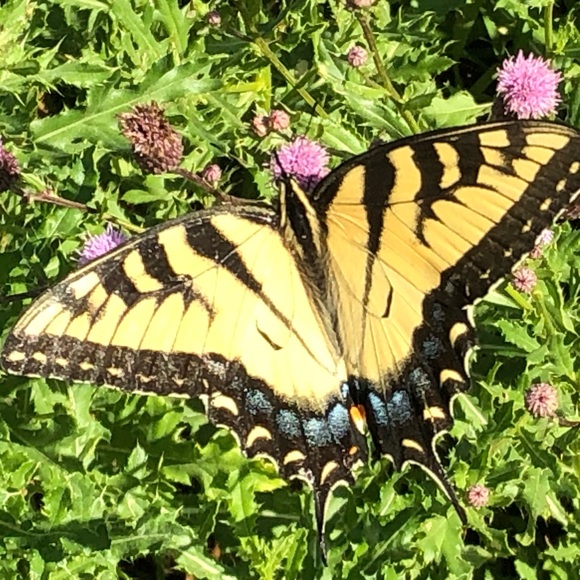 Meet your Posher, Katie - Picture 1 of 1